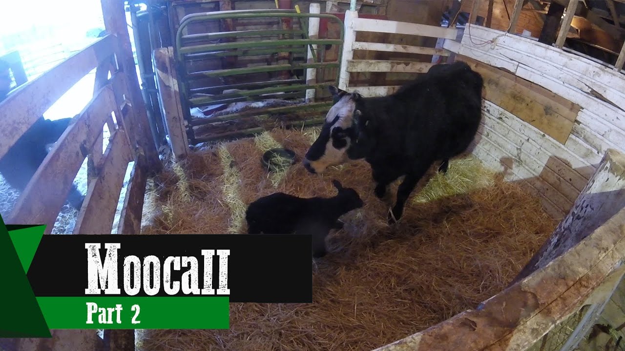 Moocall Part 2