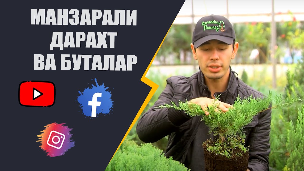 манзарали дарахт ва буталар