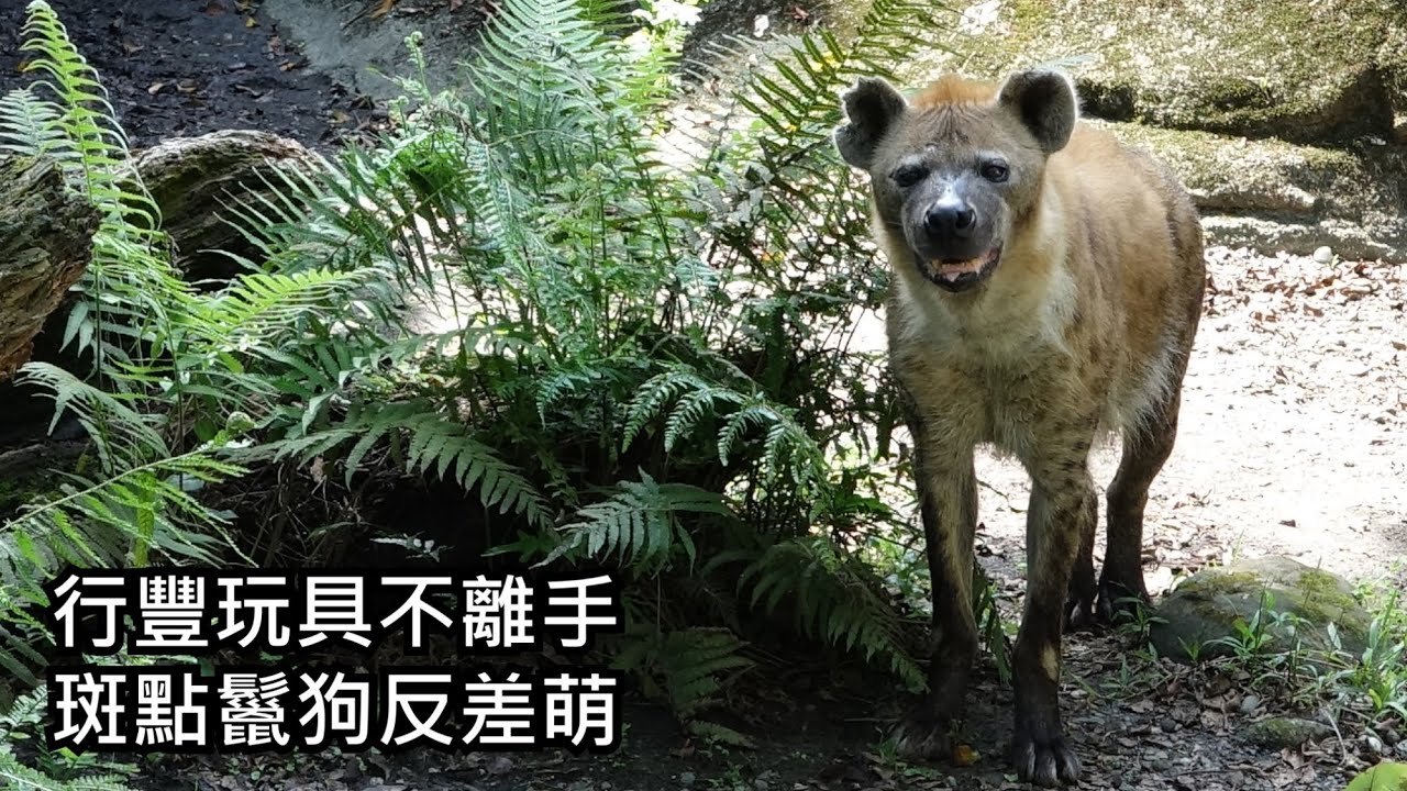 行豐玩具不離手 斑點鬣狗反差萌