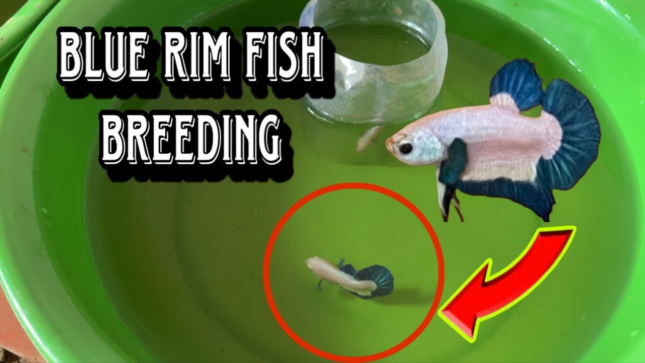 Blue Rim fish breeding