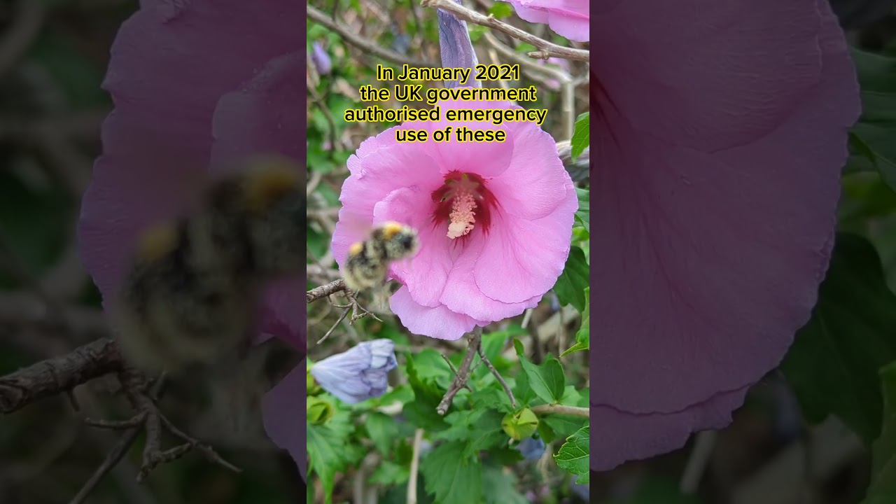 🐝 20th May is World Bee Day!  UK government permits neonicotinoids - bad for bees #plantsngardens