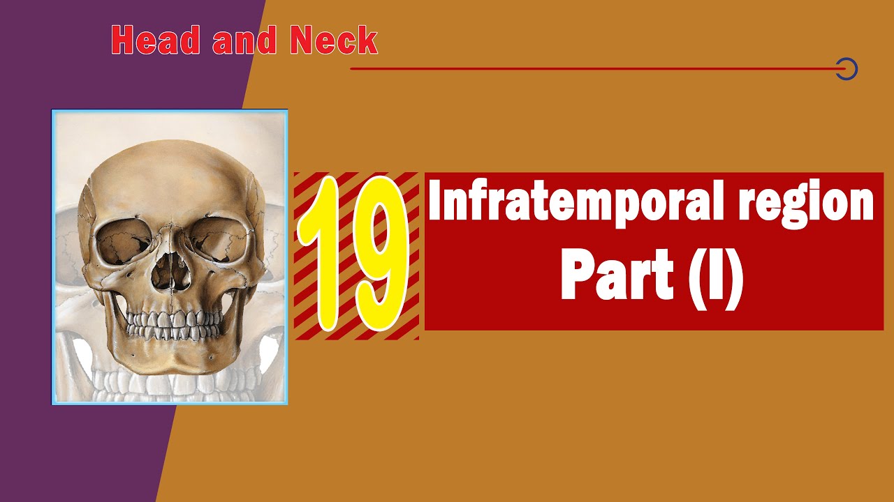 𝟏𝟗. 𝐈𝐧𝐟𝐫𝐚𝐭𝐞𝐦𝐩𝐨𝐫𝐚𝐥 𝐫𝐞𝐠𝐢𝐨𝐧 (𝐏𝐚𝐫𝐭 𝐈) (𝐌𝐮𝐬𝐜𝐥𝐞𝐬 𝐨𝐟 𝐦𝐚𝐬𝐭𝐢𝐜𝐚𝐭𝐢𝐨𝐧 + 𝐌𝐚𝐧𝐝𝐢𝐛𝐮𝐥𝐚𝐫 𝐧𝐞𝐫𝐯𝐞)💀 (المنطقة تحت الصدغية)