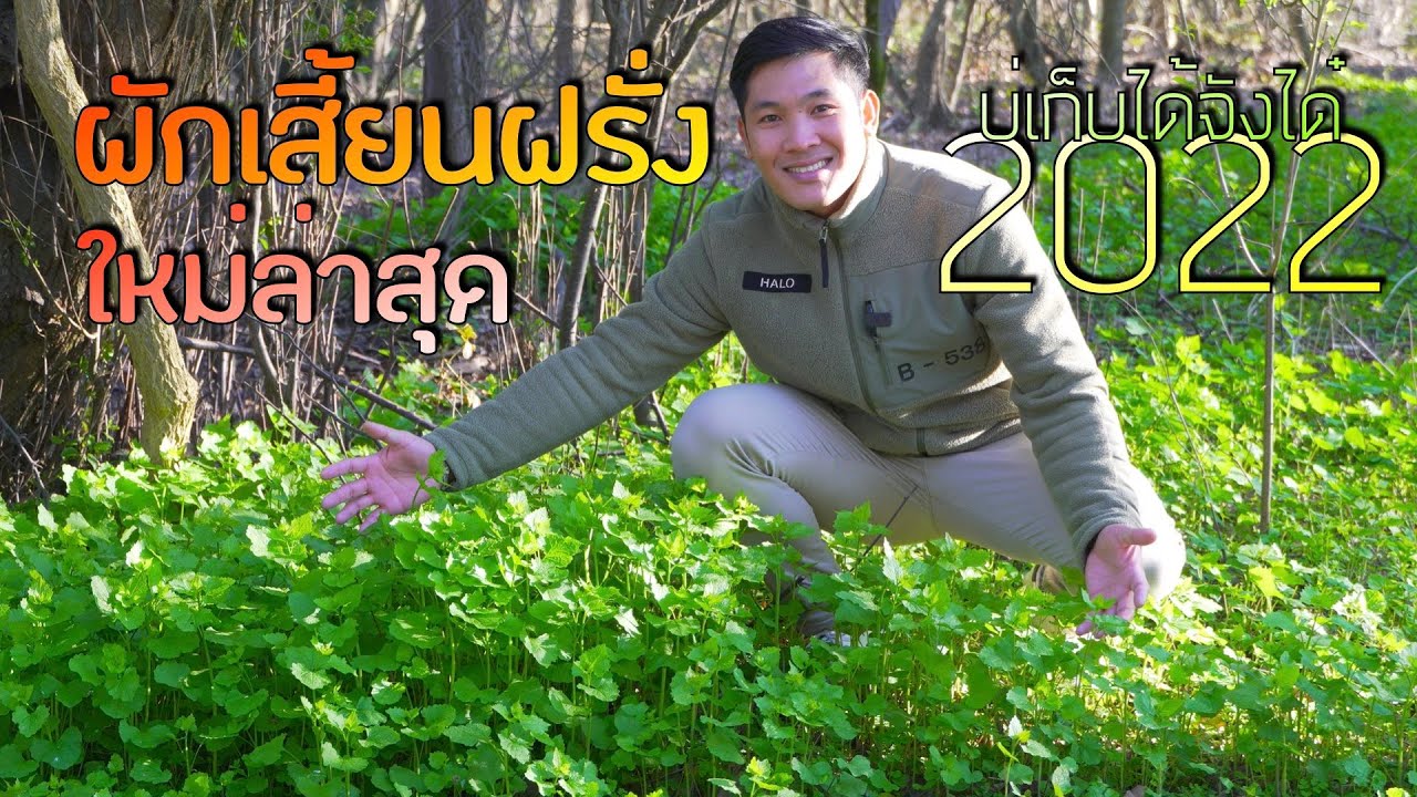 ผักเสี้ยนฝรั่ง ใหม่ล่าสุด 2022 - บ่เก็บได้จังได๋ หลายขนาดนี้ สวยๆ อ่อนๆ