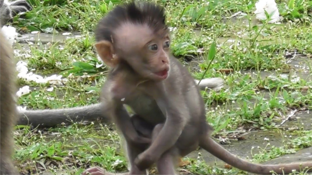 Додо плачет, когда его кусают зудящие муравьи [Крепкая и сильная маленькая обезьянка] #tuabangmonkey