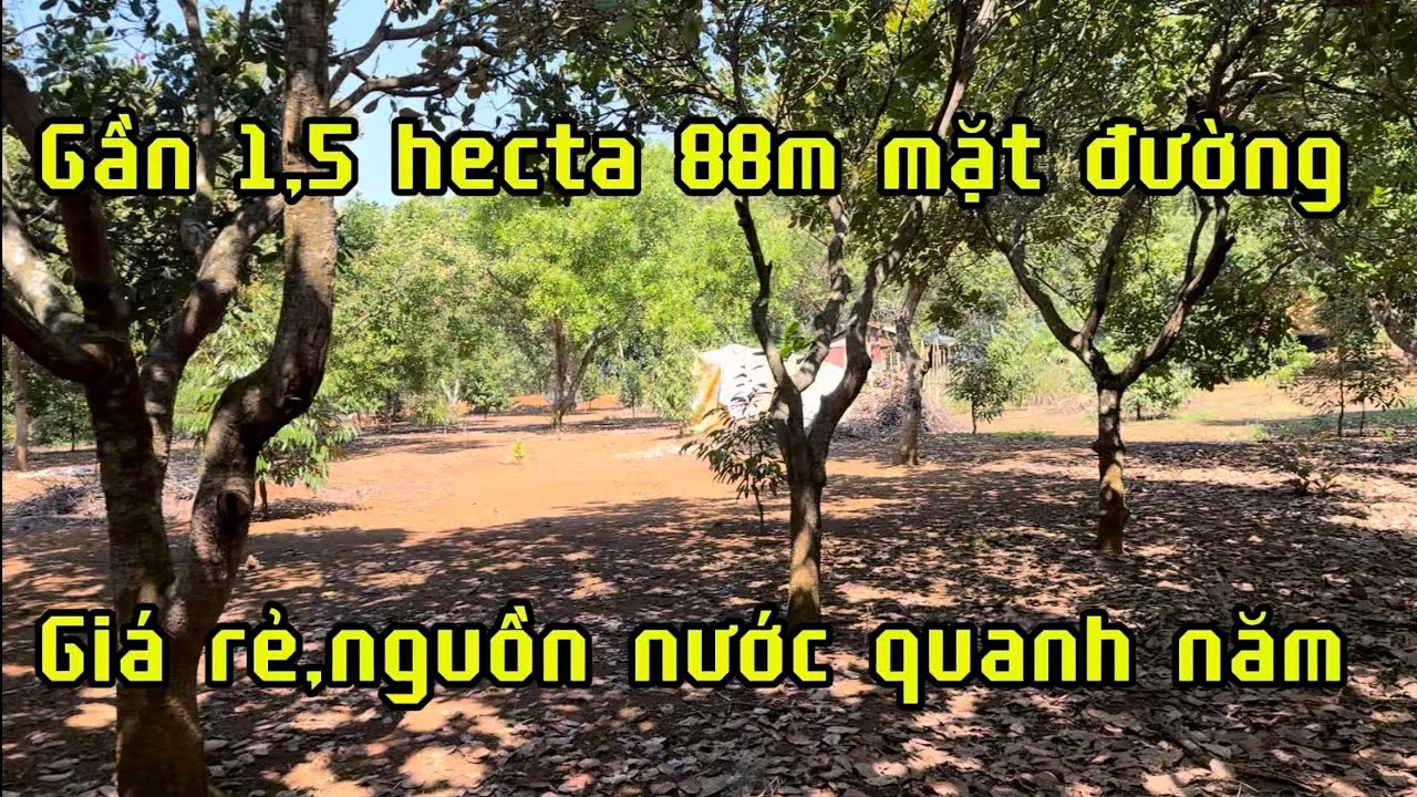 Bán đất vườn gần 1,5 hecta giá 1,7 tỷ nước quanh năm.đồng Phú bình Phước (đồng Nai)lh 0867048379