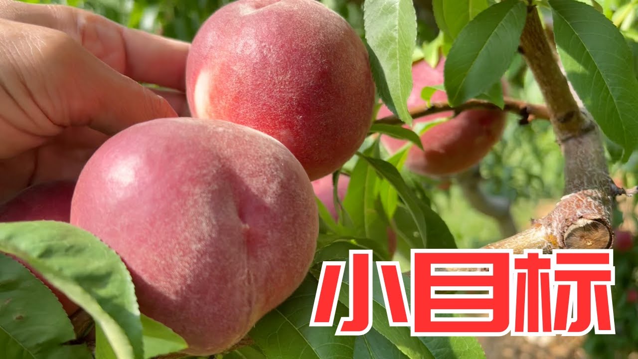 别人采摘桃子，我研究修剪树形，采摘园的开心形桃树对家庭种植还是很有参考价值的