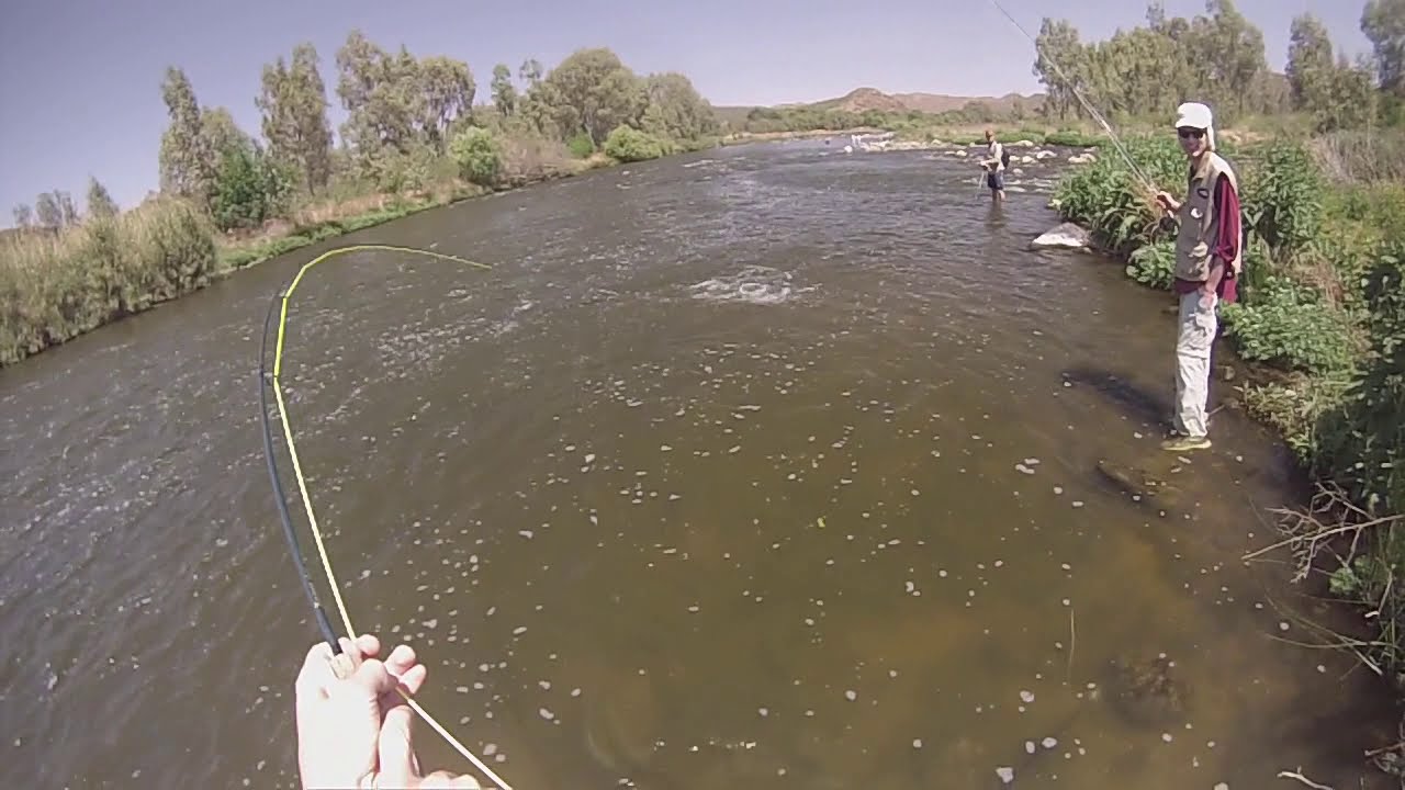 Carp on fly! and catfish and a mudfish. Vaal River 2016. Part I