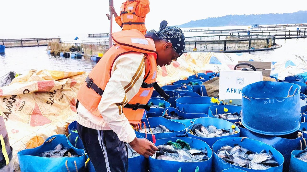ARSENE AGEZE KU KIVU BWAMBERE AROBA AMAFI YA TILAPIA IMWE YARIMUCIYE URUTOKI