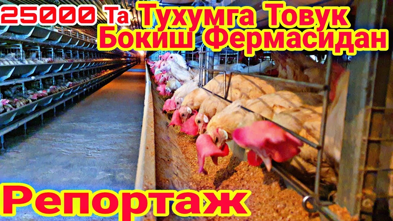 25000 ТА ТУХУМГА МОЛЖАЛЛАНГАН ТОВУК БОКИШ  ФЕРМАСИДАН РЕПОРТАЖ БИЗНЕСИ