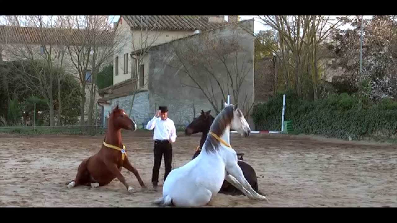 Espectáculo Ecuestre Doma Natural; un caballo montado sin riendas y dos caballos en libertad