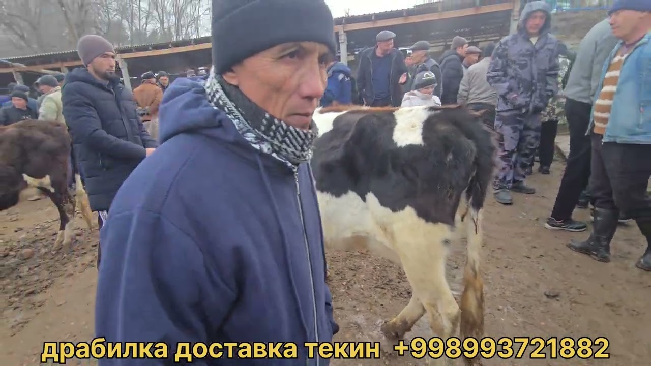 Сигирлар катори АЛИМКЕНТ 07.02.2026