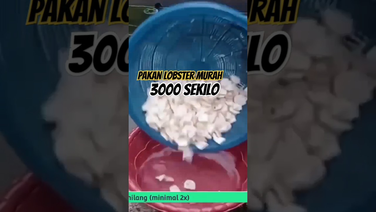 3000 Sekilo | Pakan Alternatif Lobster Air Tawar #pakanalami #pakanalternatif #budidayalobster