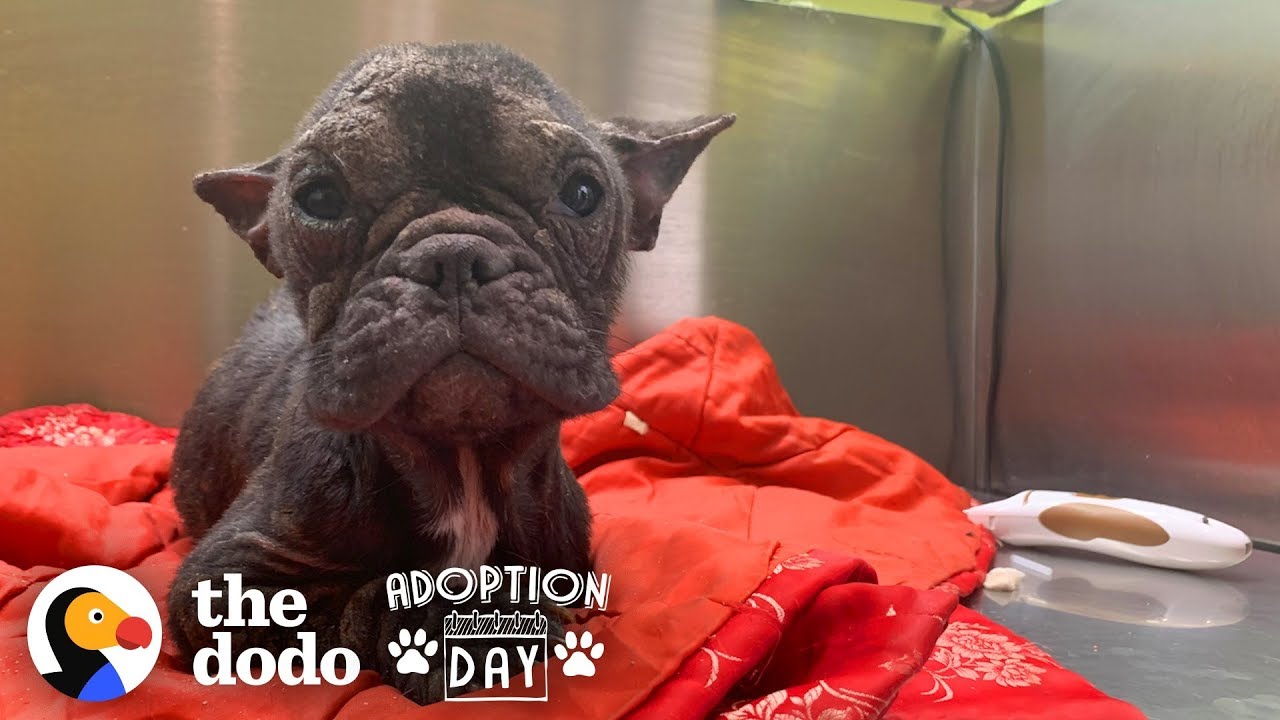 Dog Saved From Meat Truck Travels Across The World To Her New Family | The Dodo Adoption Day