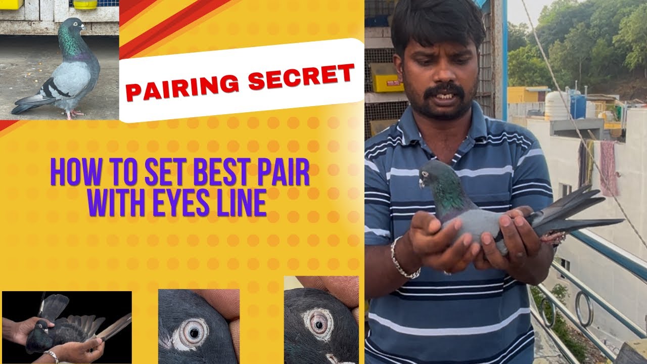 How to set best pair with eyes shine #tamil #petsworld #pigeon #kabootar #kabutar #kannada