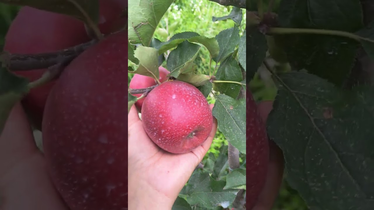 Wilton's Star Red Jonaprince Select || M9 T337 || 6950 feet ASL || Prashaant Sehta ||
