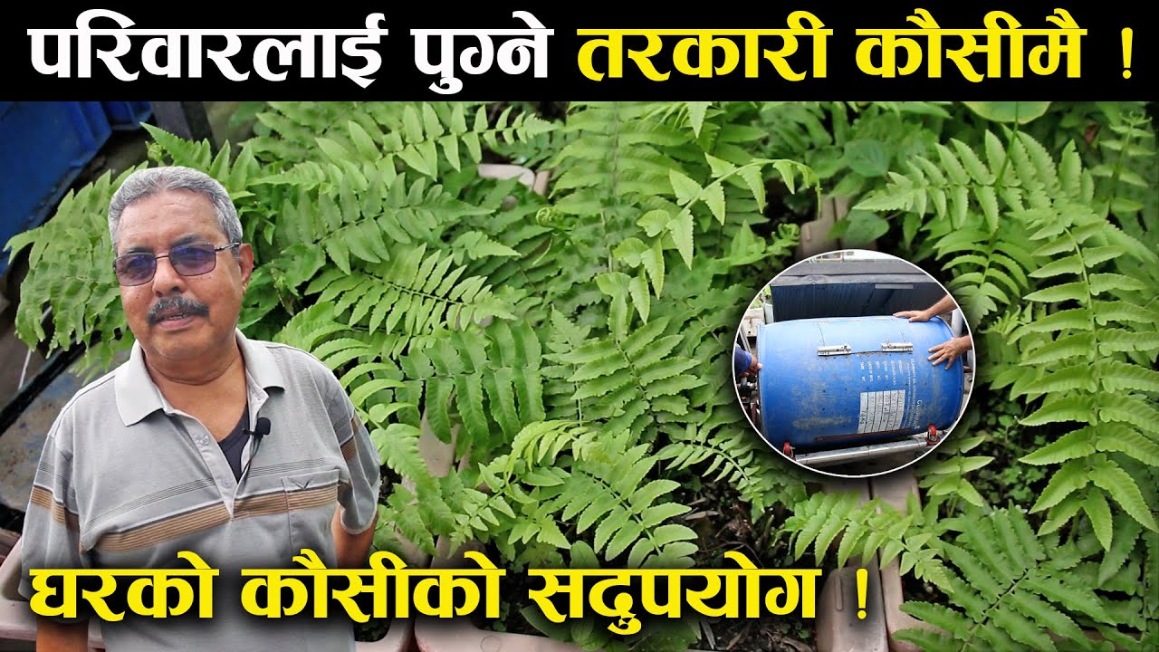 घरको कौसीमा गरिएको खेती डुलाउदै खिलेन्द्र कार्की - Rooftop farming | Urban farming | Shahari kheti