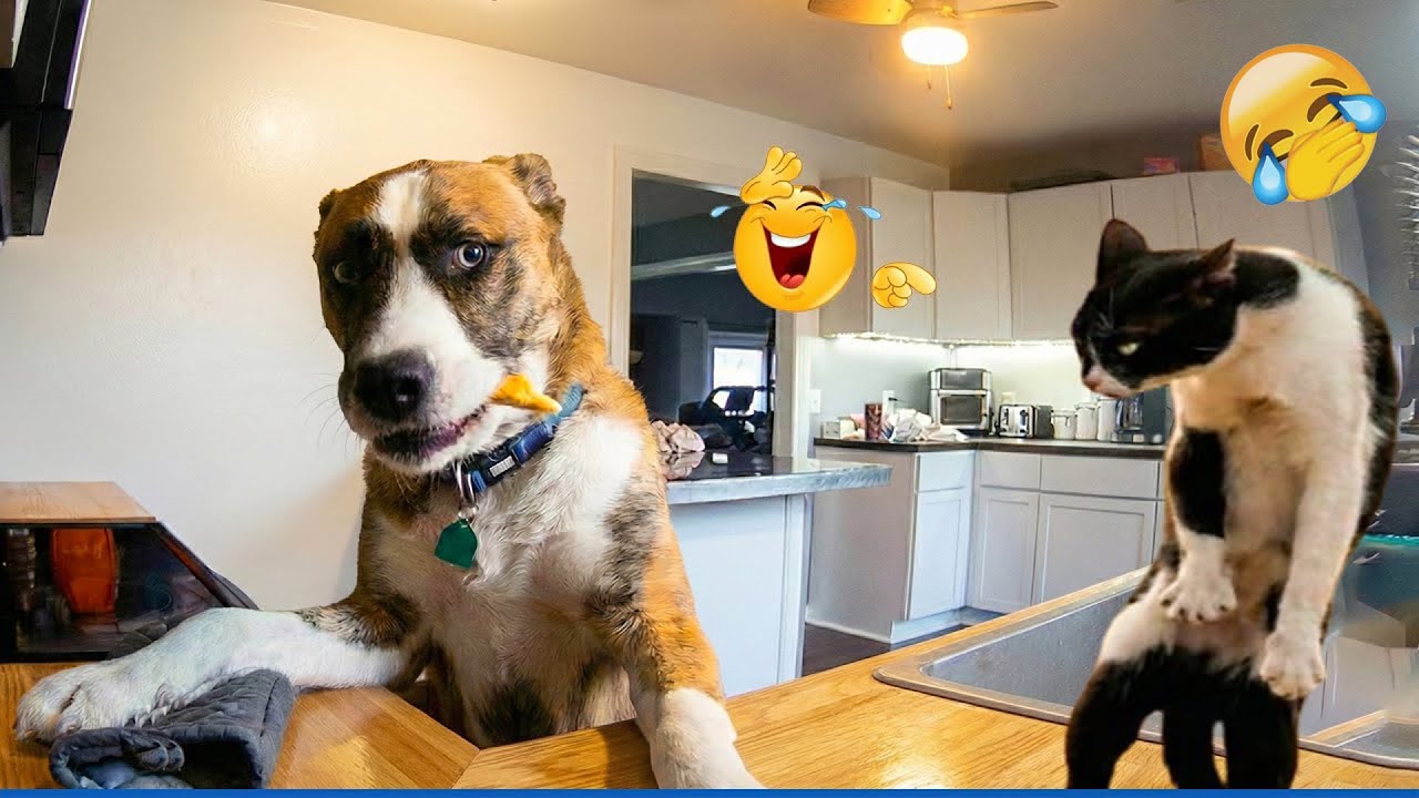 You Laugh You Lose 🥳 The Best Funniest Cats and Dogs Moments Caught on Camera 🐩 😾 Part 6