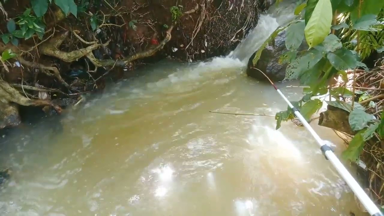manycing di kali kecil.