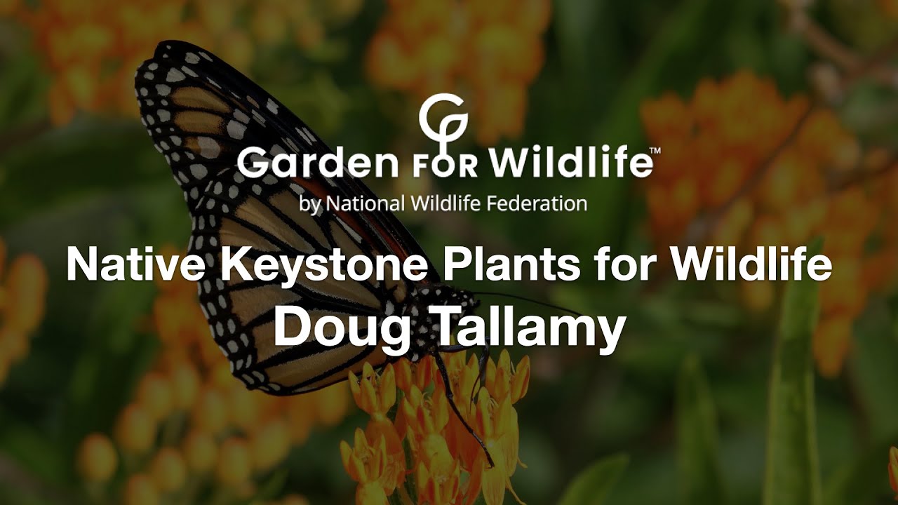 Native Keystone Plants for Wildlife - Doug Tallamy