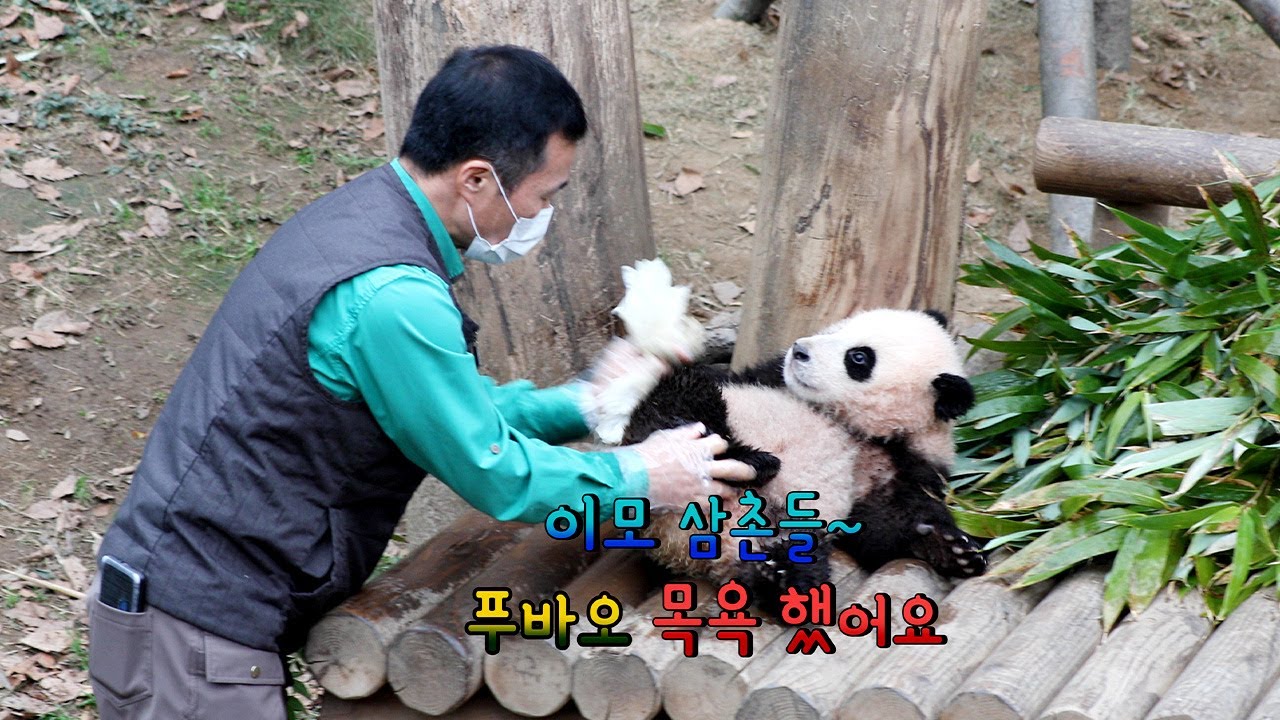 [4K에버랜드 아기판다 푸바오] 이모 삼촌들 드뎌 목욕했어요~