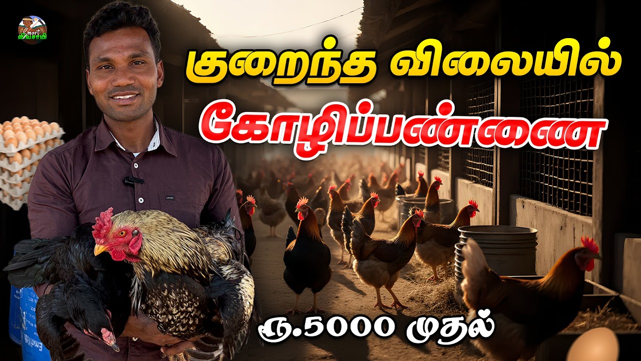 20 கோழியில் ₹10,000 லாபமா? Part time-ல் கூட கோழிப்பண்ணை தொழில் செய்யலாம் ரூ.5000 இருந்தால் போதும்