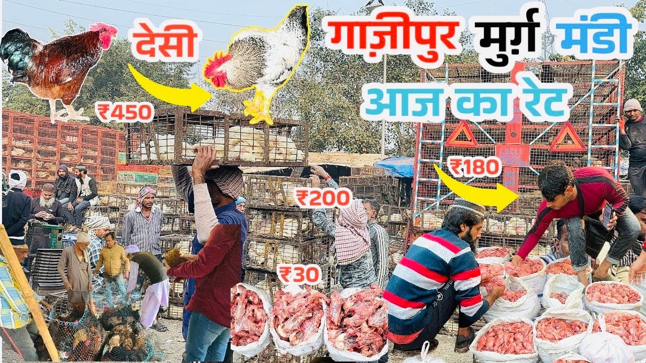 ग़ाज़ीपुर मुर्ग़ा बाज़ार दिल्ली 2024 ॥Ghazipur Murga Mandi Delhi Today Price|wholesale chiken mandi|