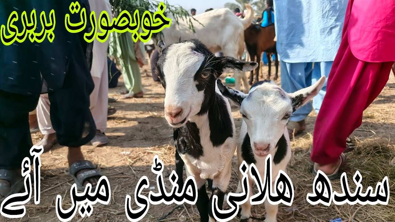 Sindh Halani Mnadi#cattleworld #animalfarming #farming #beautifullgoats #cow #framing 