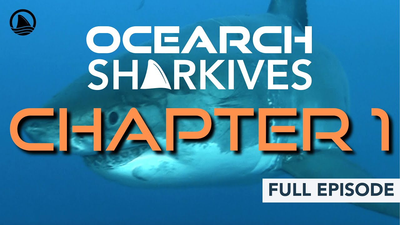 OCEARCH Sharkives Chapter 1: How Do You Catch A 2 Ton Shark? (Watch Free!)