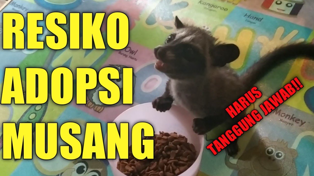 RESIKO ADOPSI MUSANG?? HARUS TANGGUNG JAWAB JUGA!!!