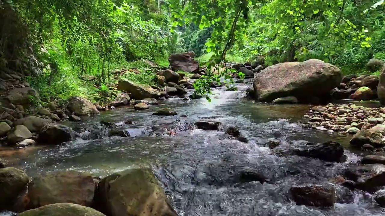Serene Tropical Stream Flow for Total Relaxation
