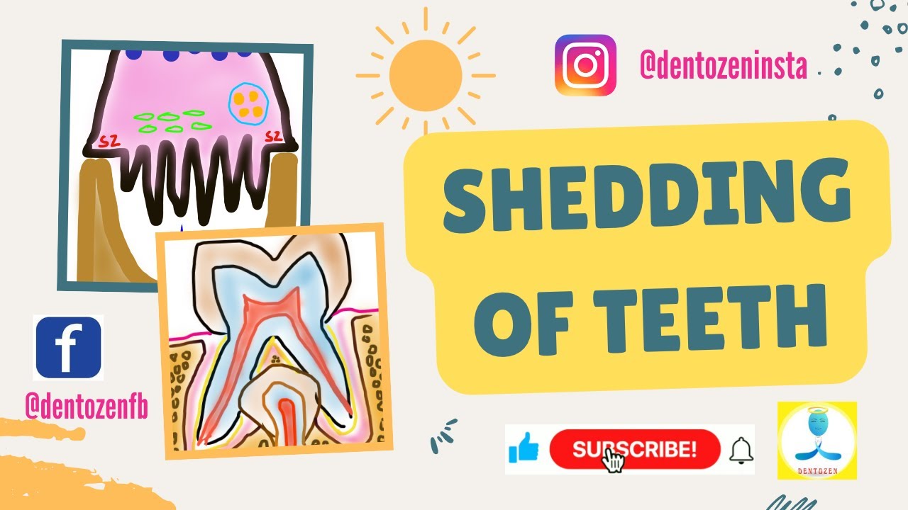 Shedding of Teeth | Pattern of Shedding | Mechanism of Shedding | Clinical aspects of Shedding