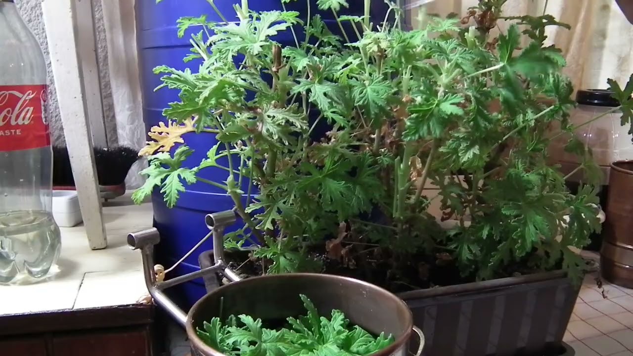 Destylacja porównawcza Geranium anginka. Alembik czy zestaw szklany? Nr 139. Pelargonium graveolens