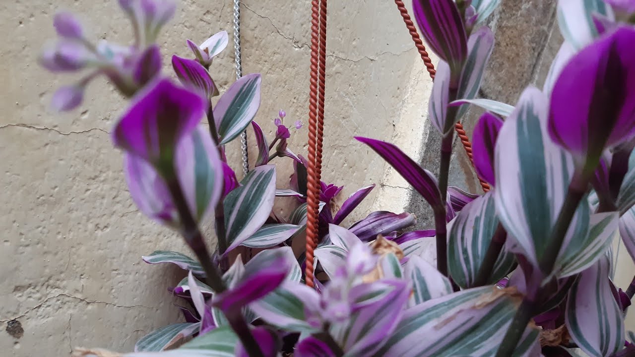 Tradescantia Tricolor Variegata., COLGA COLORES