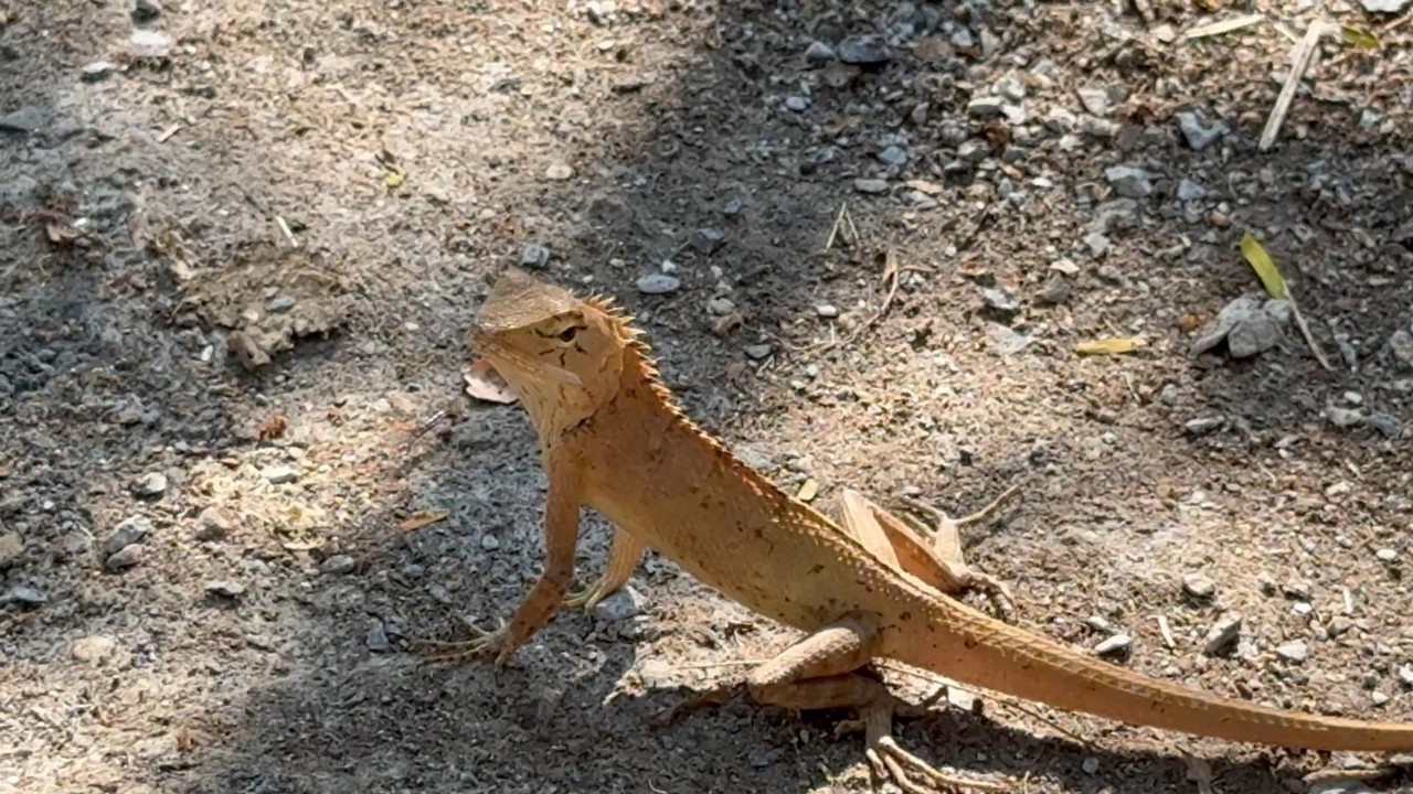 Rats, Donkeys, Popping Trees and Spiny Lizards