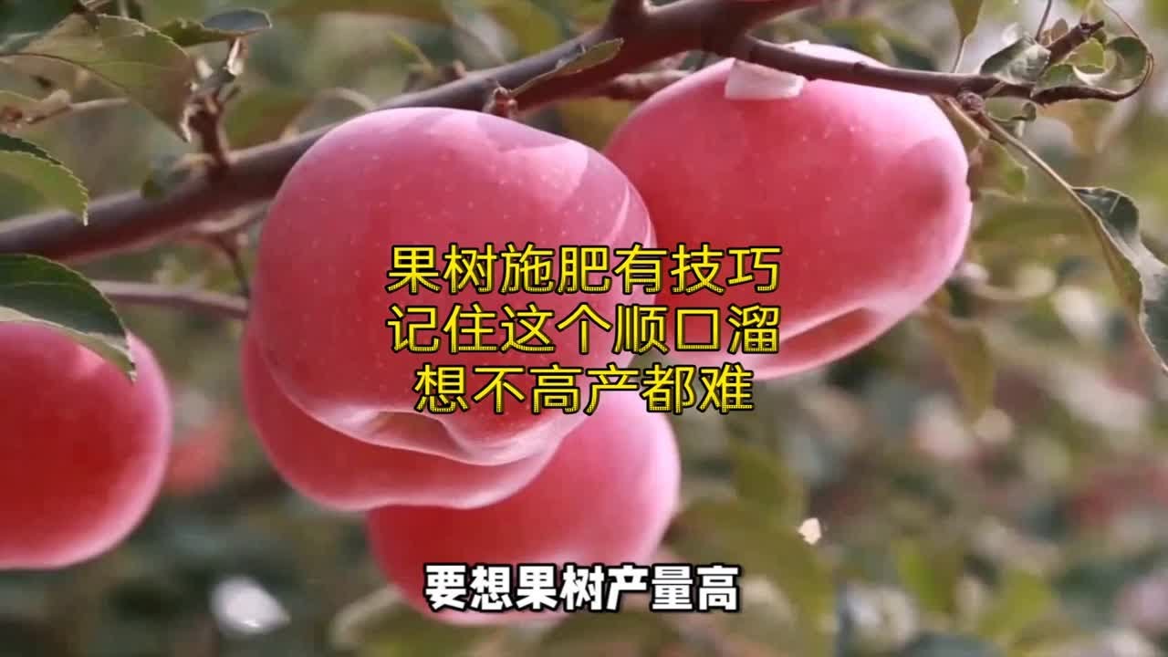 果树施肥有技巧，记住这个顺口溜，想不高产都难