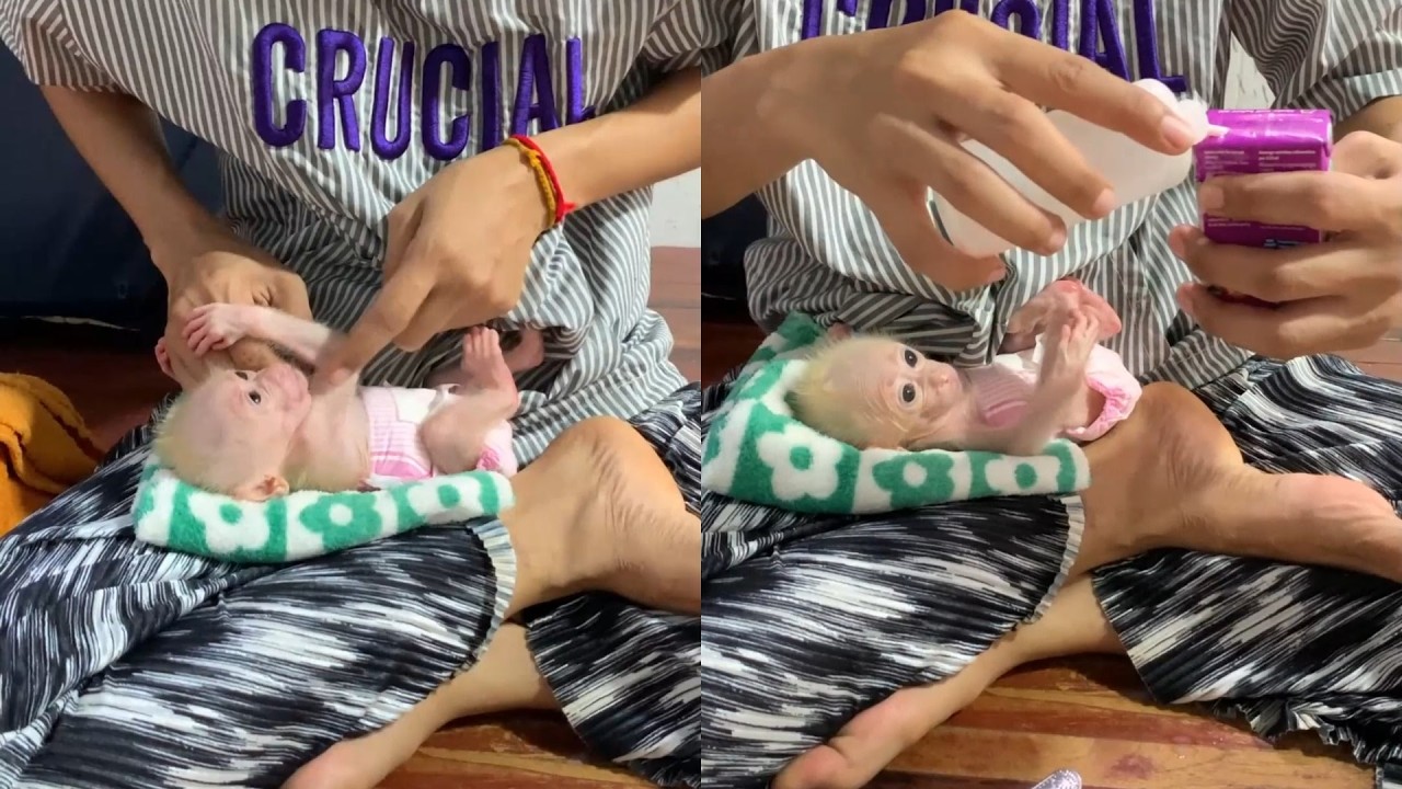 Bottle Time! 🍼 Preparing Milk for My Tiniest Newborn Baby Monkey