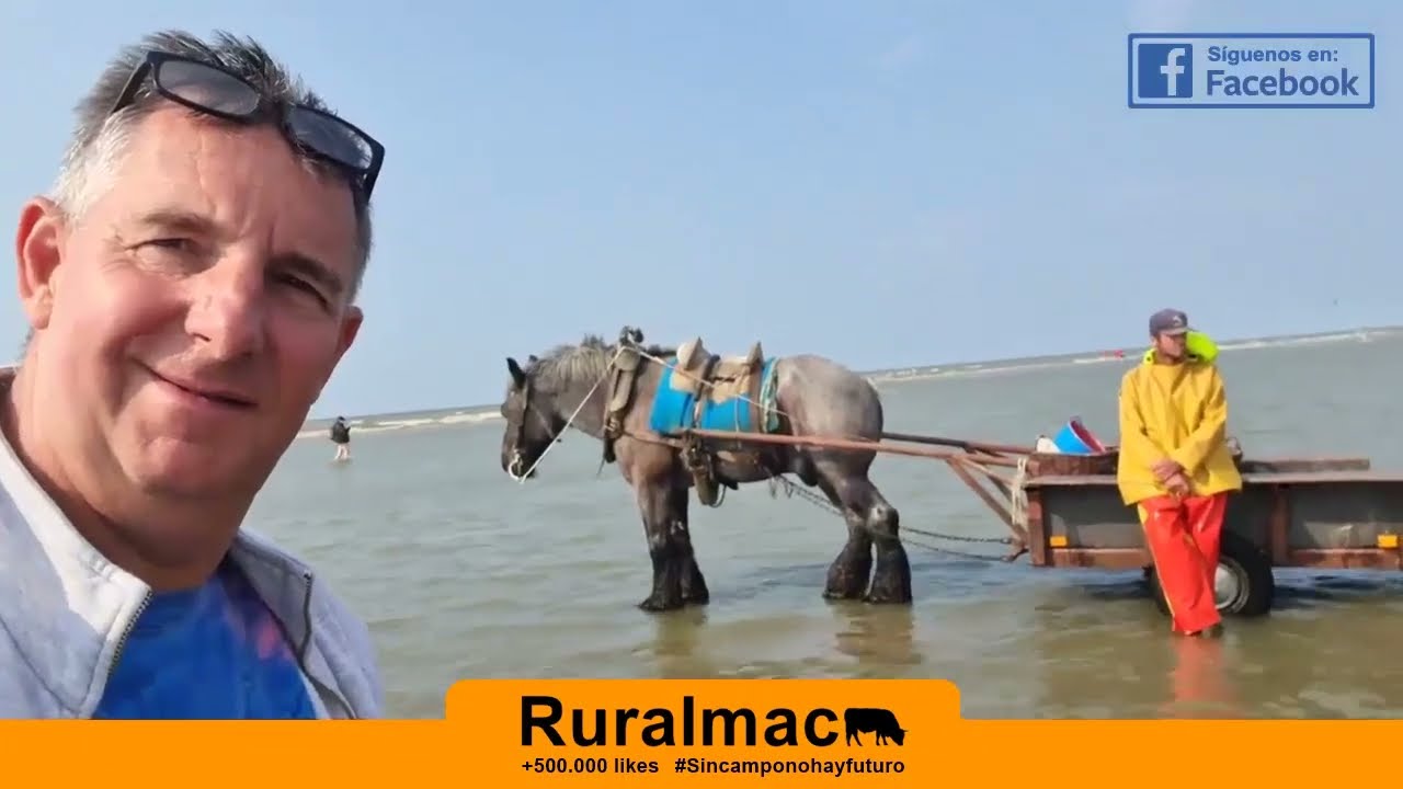 Demostración de la pesca del camarón con caballos | Respetando tradiciones | @Ruralmac