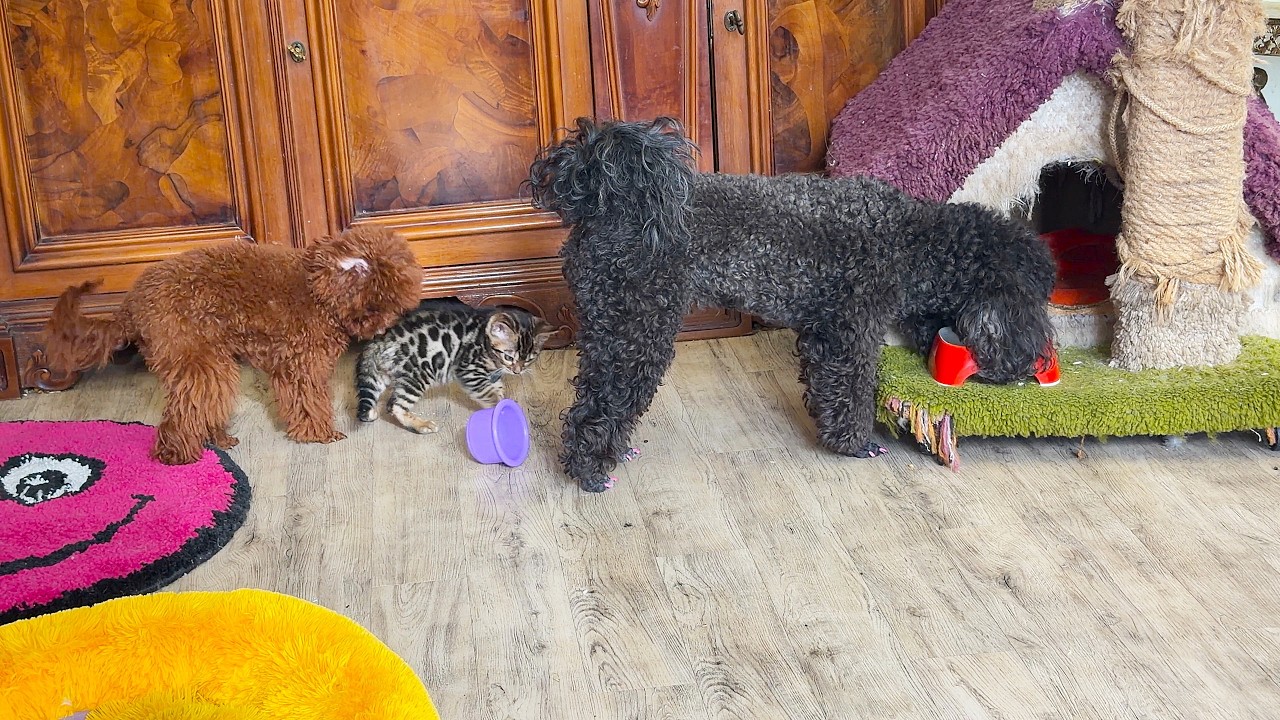 While the kitten was playing with the dog Yukki, the dog Africa ate the kitten's food.