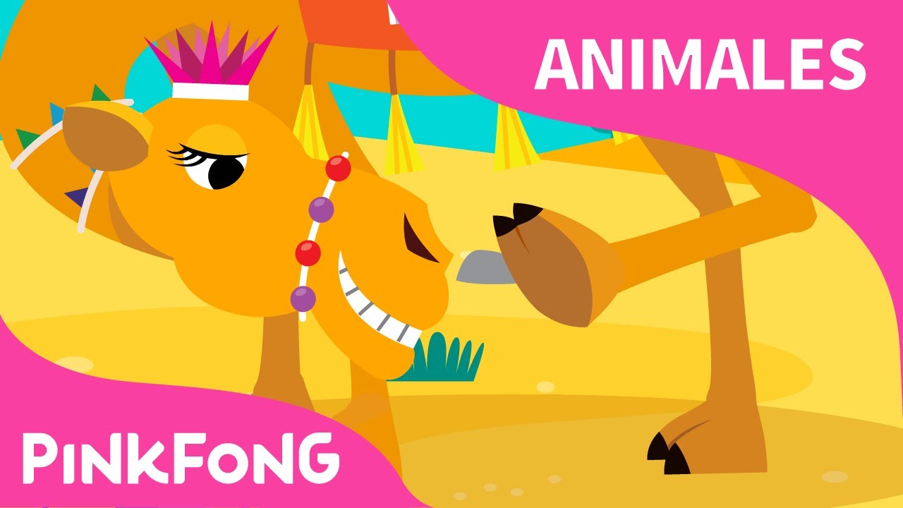 Camellos Jorobados | Camello | Animales | PINKFONG Canciones Infantiles