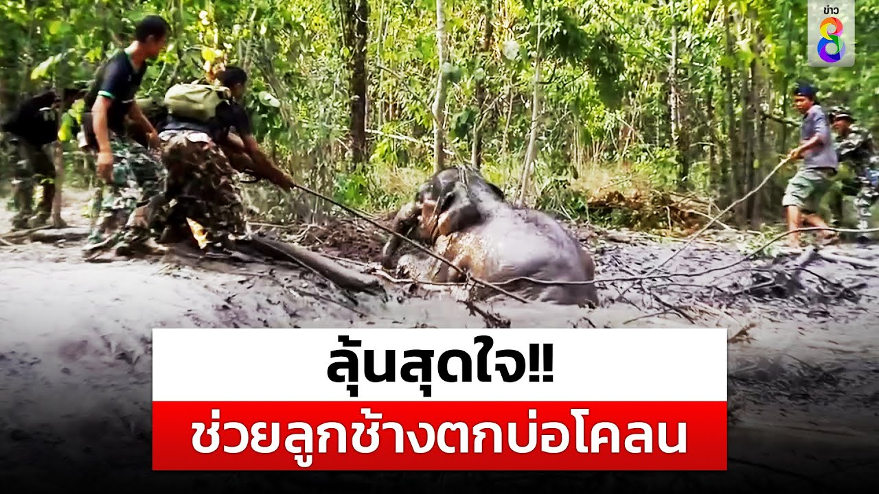 เจ้าหน้าที่อุทยานฯ ทับลาน พบลูกช้างตกบ่อโคลน 2 วัน ล่าสุด คาดแม่ช้างมาช่วยแล้ว  |สถานการณ์|ข่าวช่อง8
