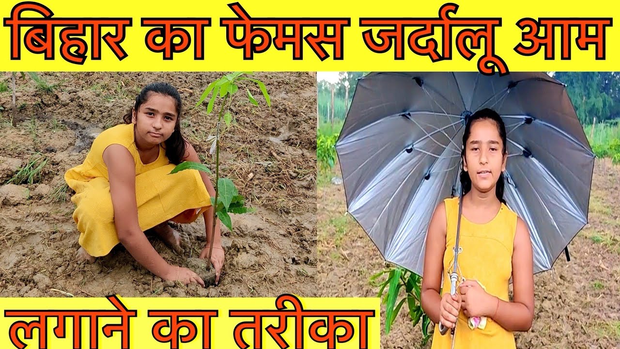 जर्दालू आम कैसे लगाये | Planting famous Jardalu Mango of Bihar in UHDP by Indian Mango Farming