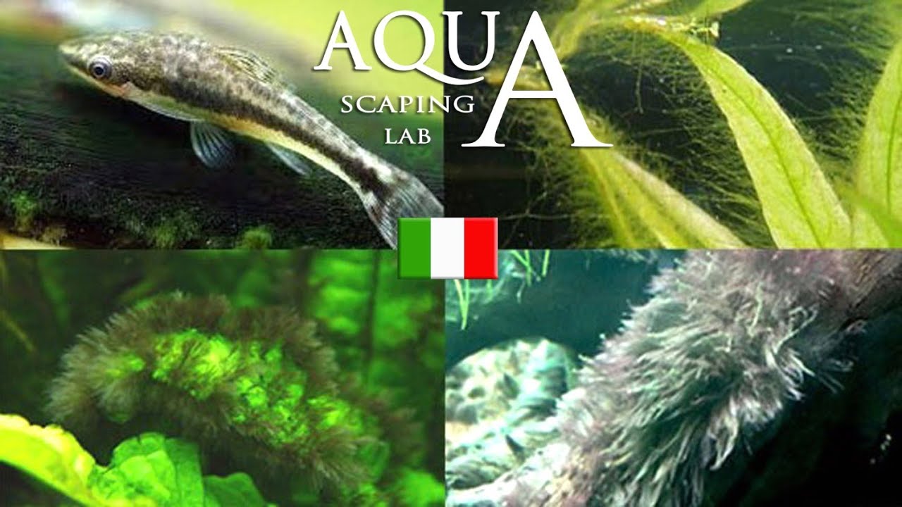Aquascaping Lab - Alghe in Acquario, come prevenirle, individuarle ed eliminarle