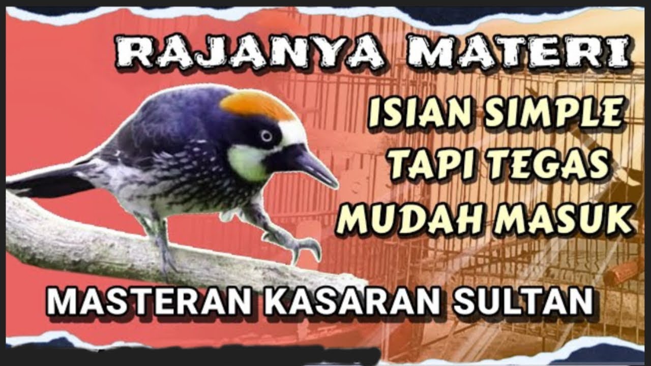 Dahsyat.... MASTERAN PILIHAN UNTUK MURAI BATU LOMBA KELAS ATAS || Auto menang