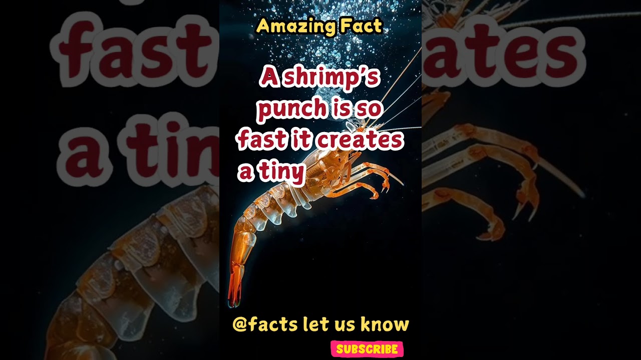 Amazing fact 