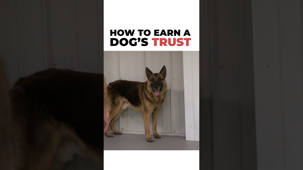 How to earn a dog&rsquo;s trust ❤️