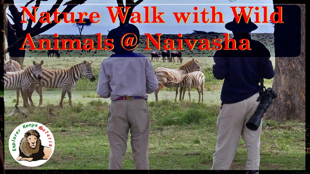 A Walk with the wild Animals @ Lake Naivasha's Crescent island