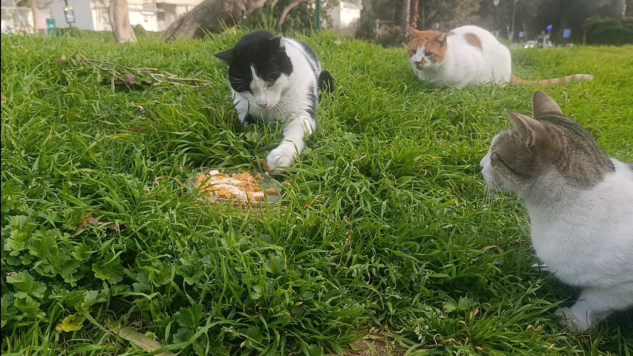 ‏feeding street cats💕😻😸 #foryou #cat #viral #pets #animals #trending #foodie 