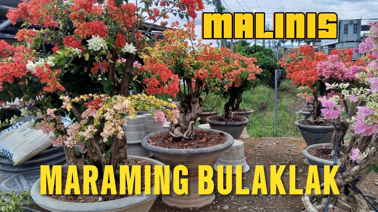 Ganito mag linis ng RS.ng bougainvillea para mas maraming mamulaklak.