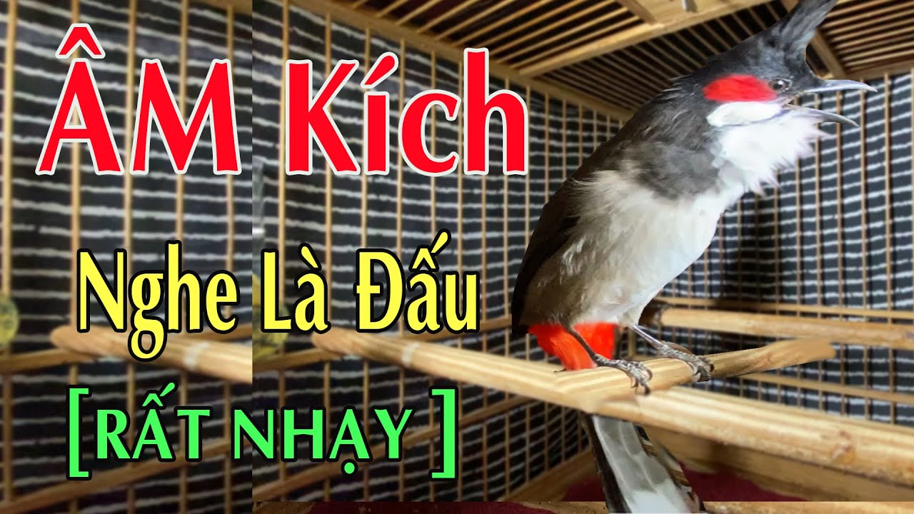 CHÀO MÀO HÓT CHÉ KÍCH BỔI CĂNG LỬA TỐC ĐỘ - KÍCH BỔI XỔ GIỌNG HÓT