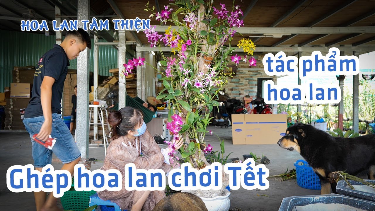 GHÉP LAN HOA LAN VÀO GỖ ĐÓN TẾT #chamsochoalan #hoalan #tet